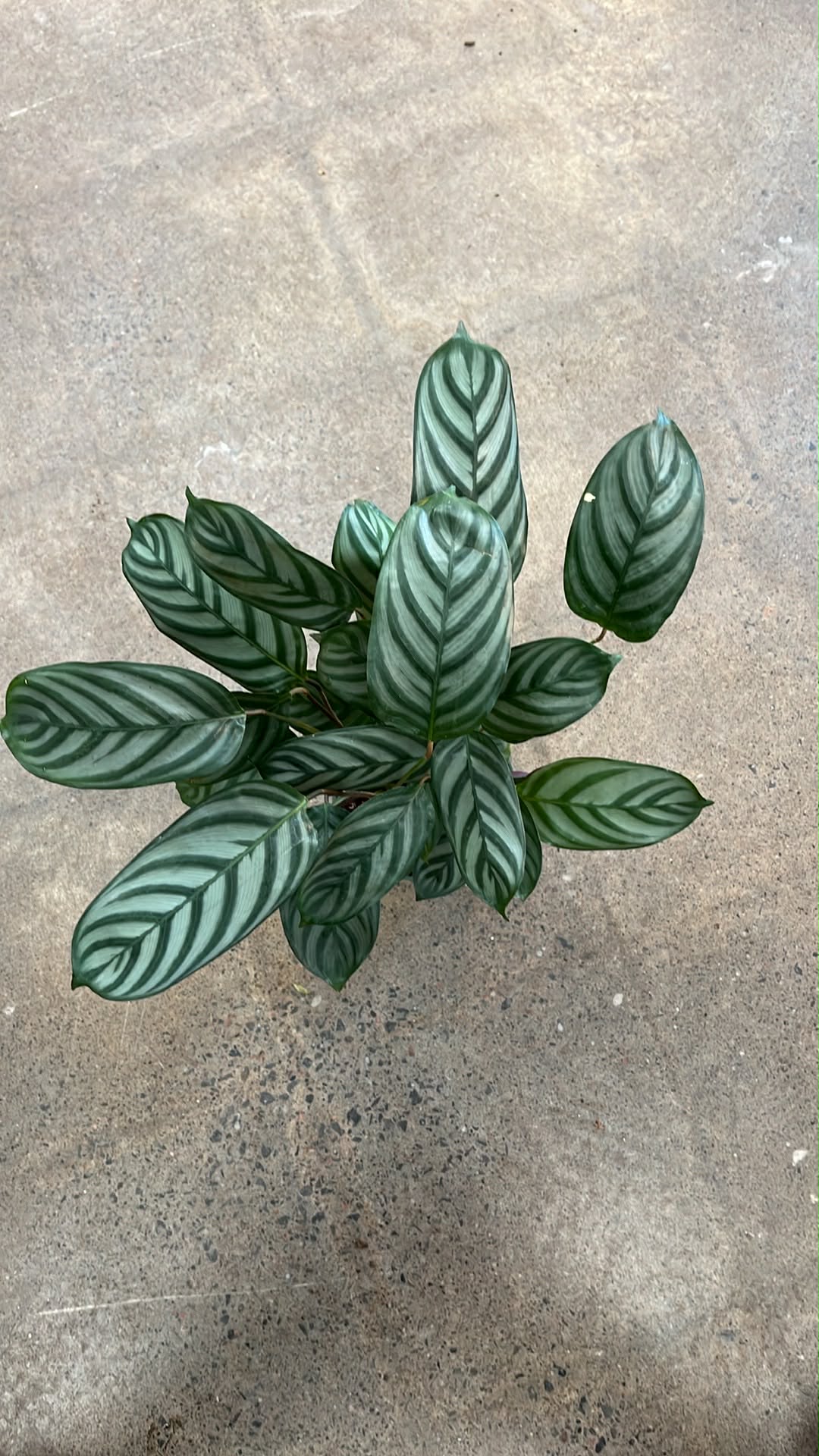 Ctenanthe Setosa
