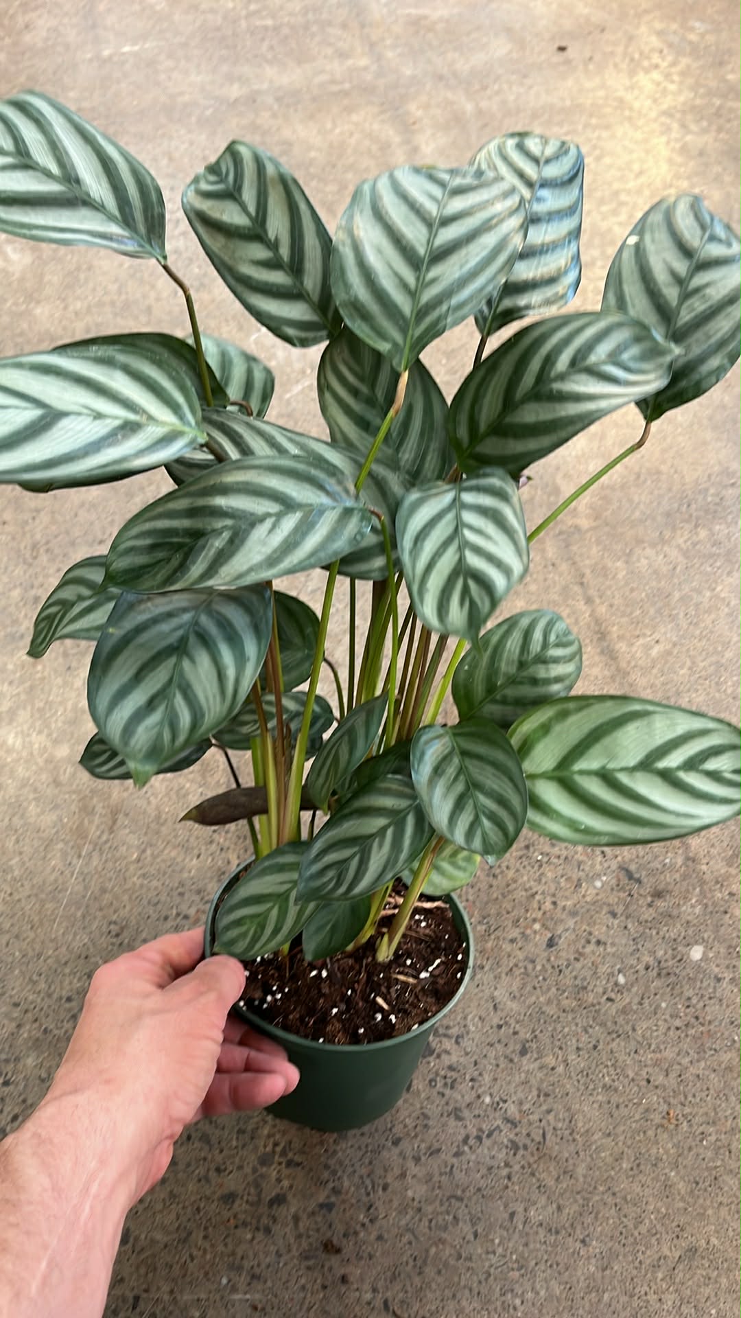 Ctenanthe Setosa