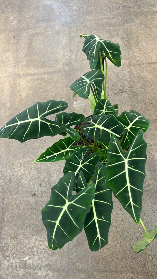 Alocasia Frydek Velvet Elvis