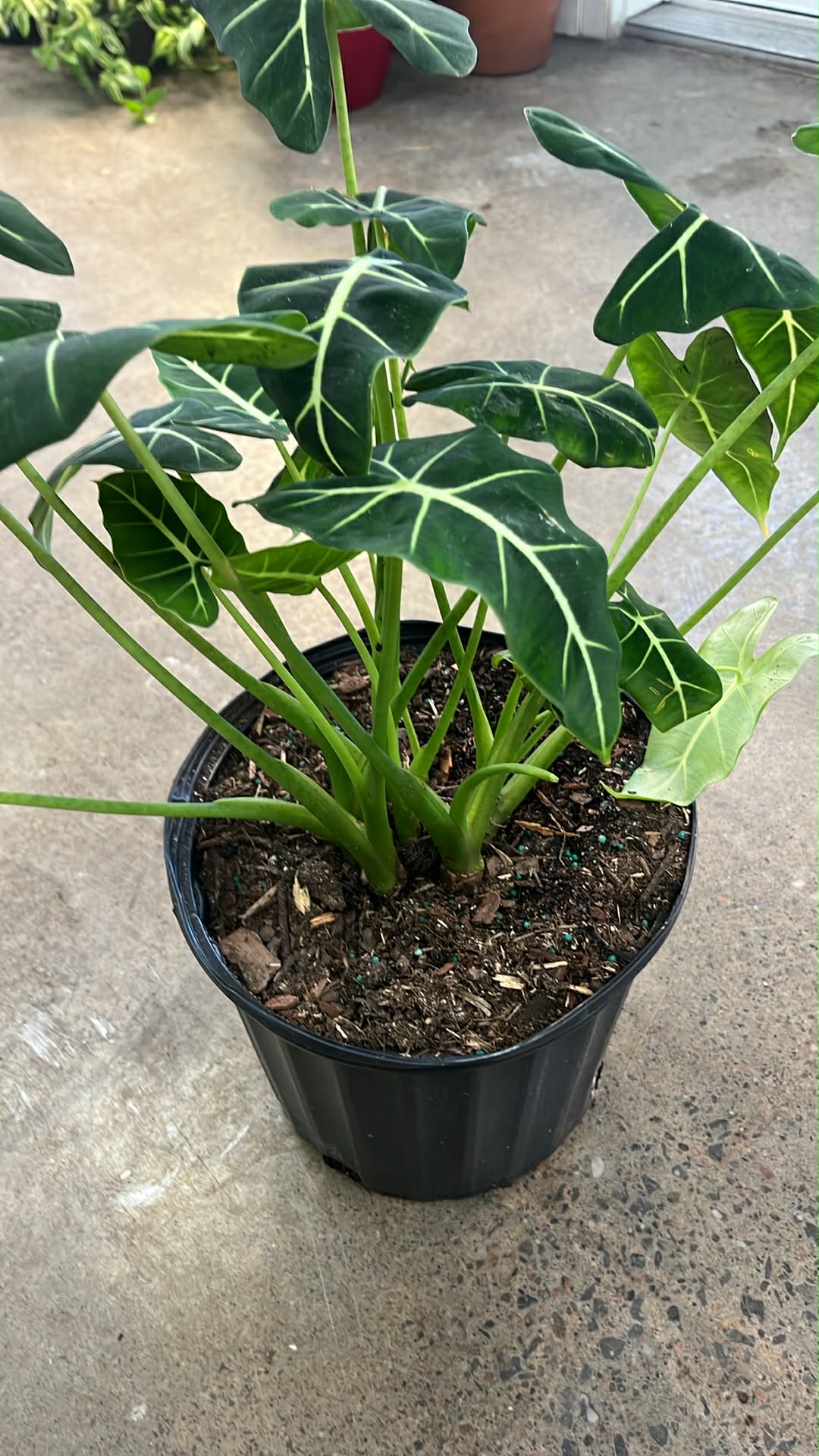 Alocasia Frydek Velvet Elvis