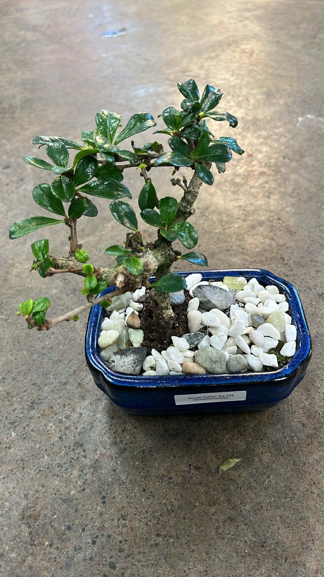 Bonsaï Fukien Tea
