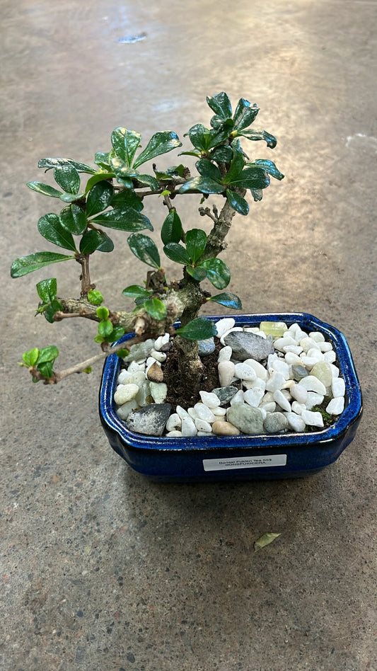 Bonsaï Fukien Tea