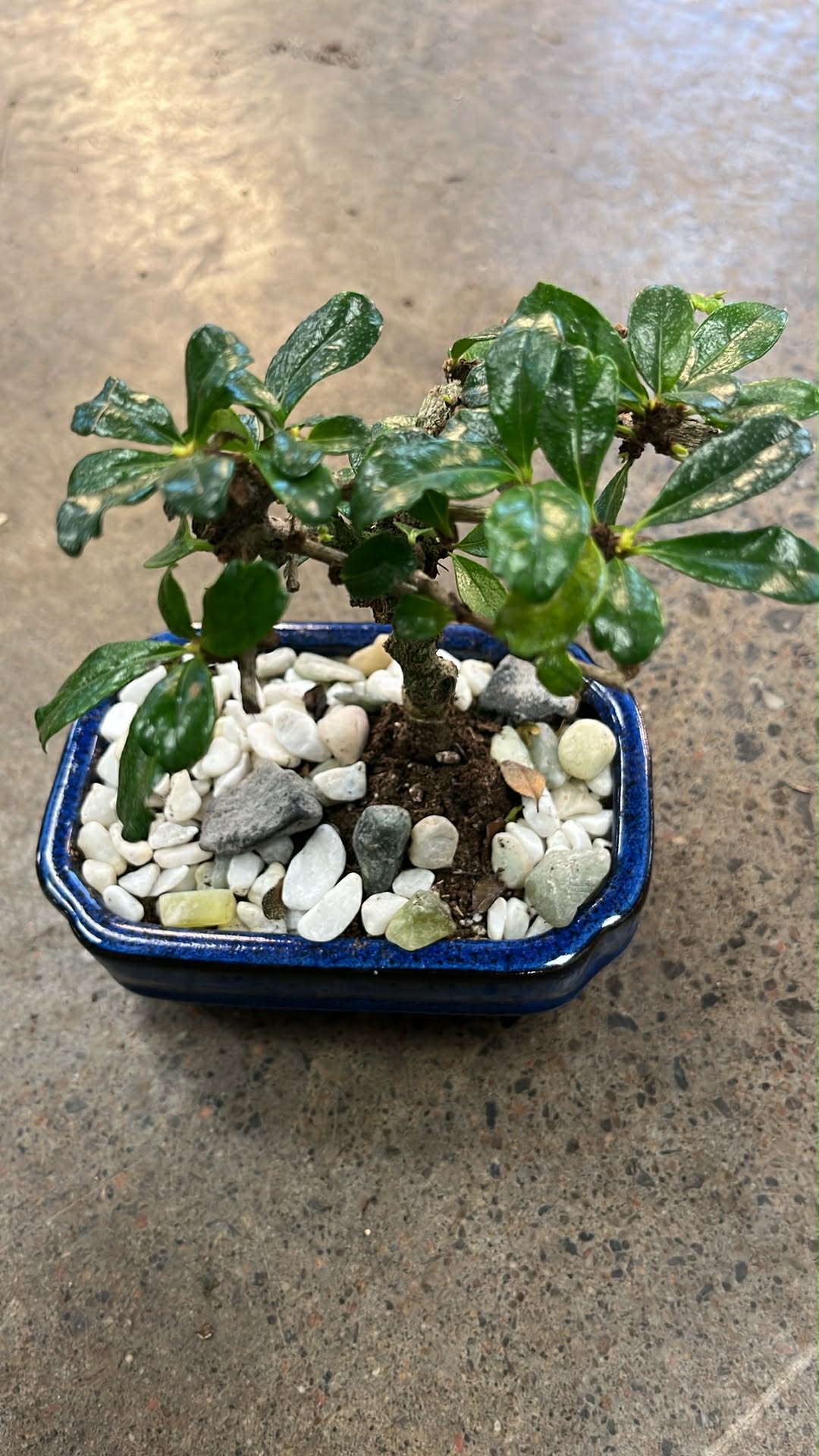 Bonsaï Fukien Tea