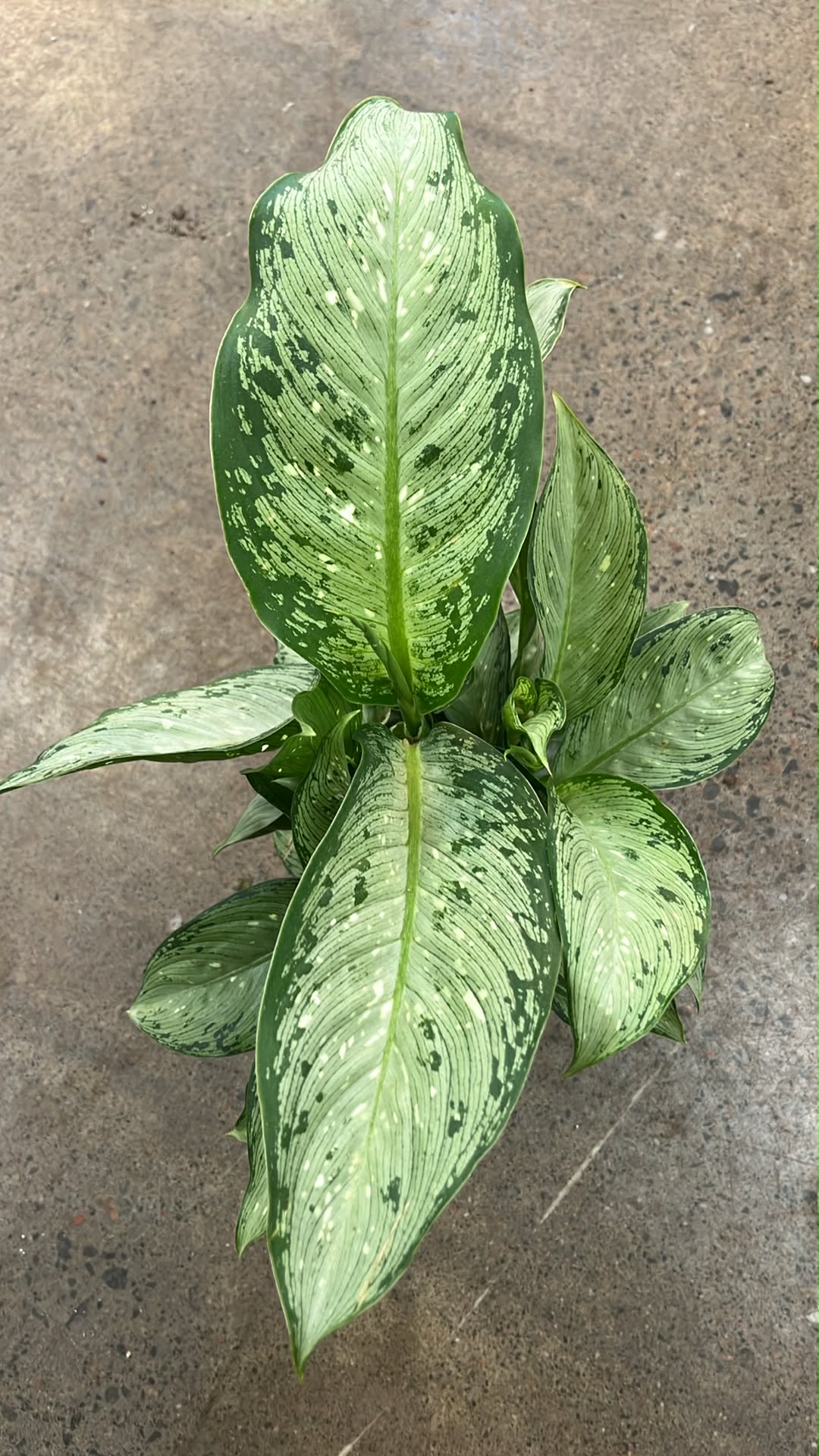 Dieffenbachia Memoria Corsii