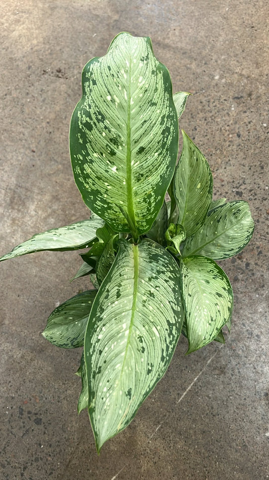 Dieffenbachia Memoria Corsii