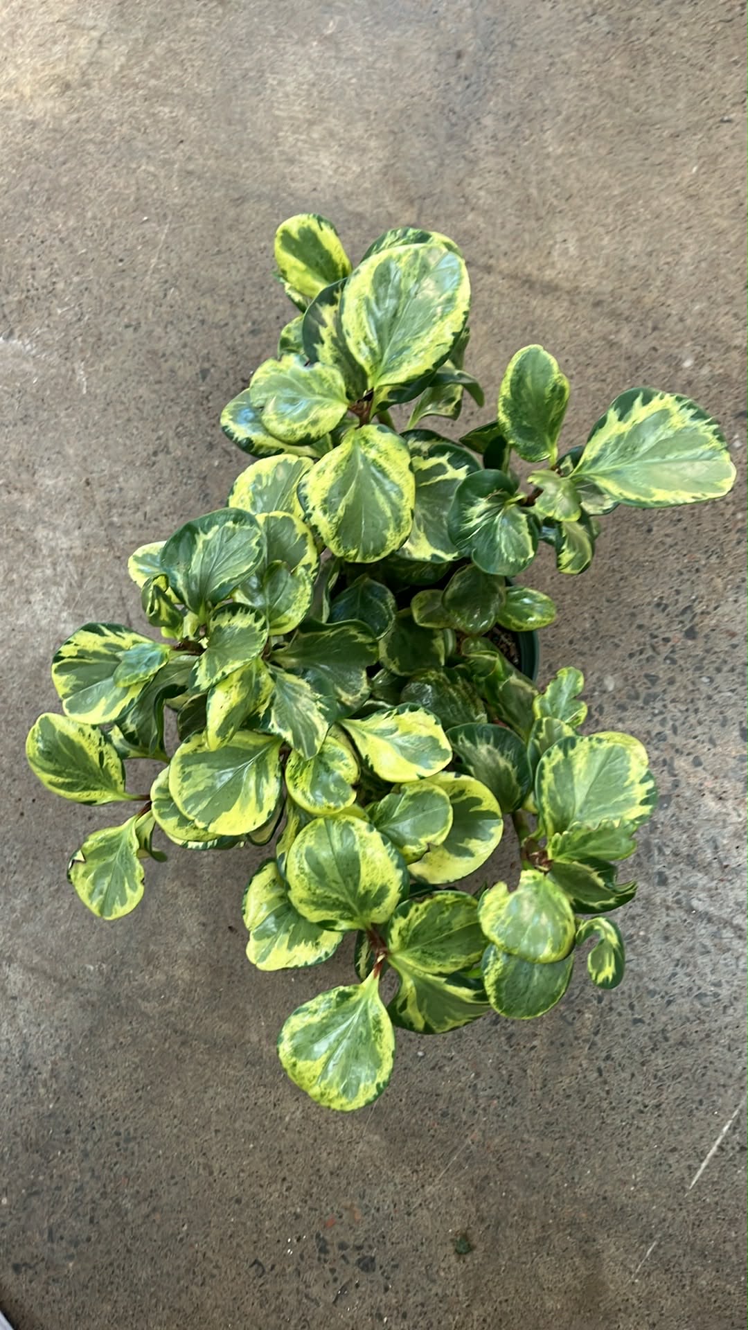 Peperomia Obtusifolia Variegated
