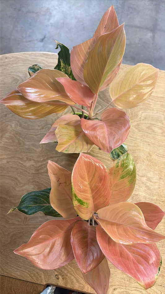 Aglaonema Amazon