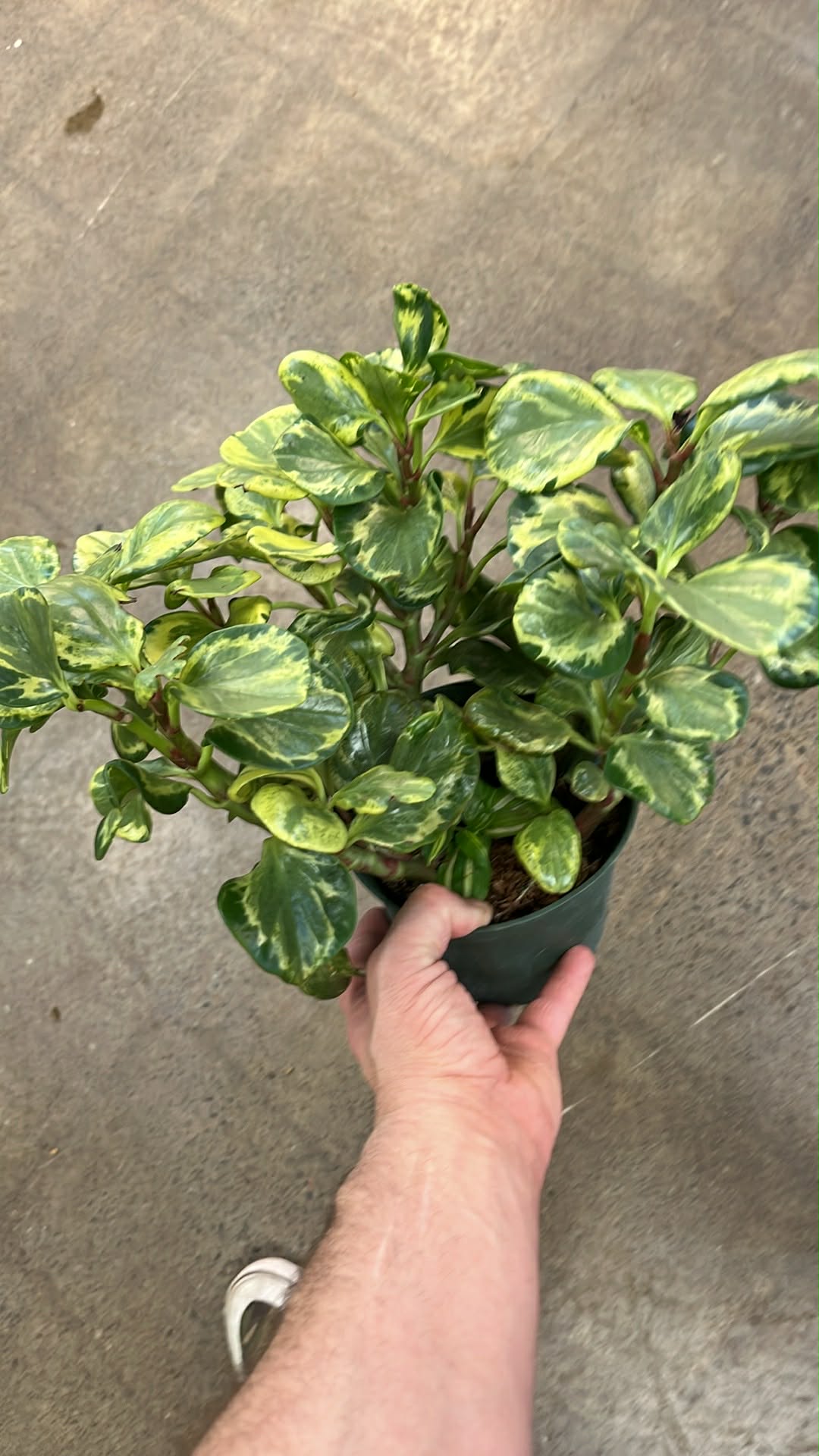 Peperomia Obtusifolia Variegated