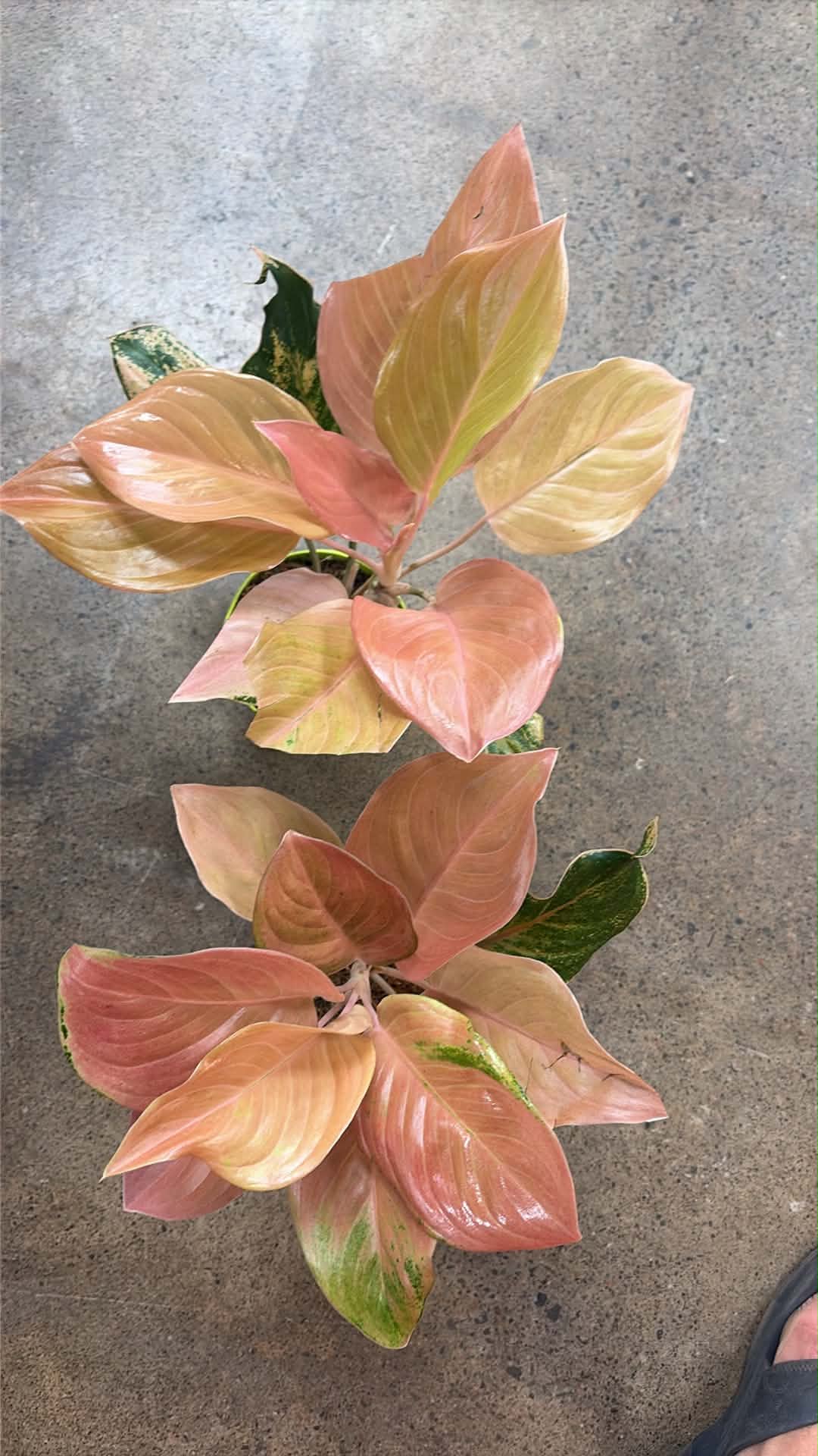 Aglaonema Amazon