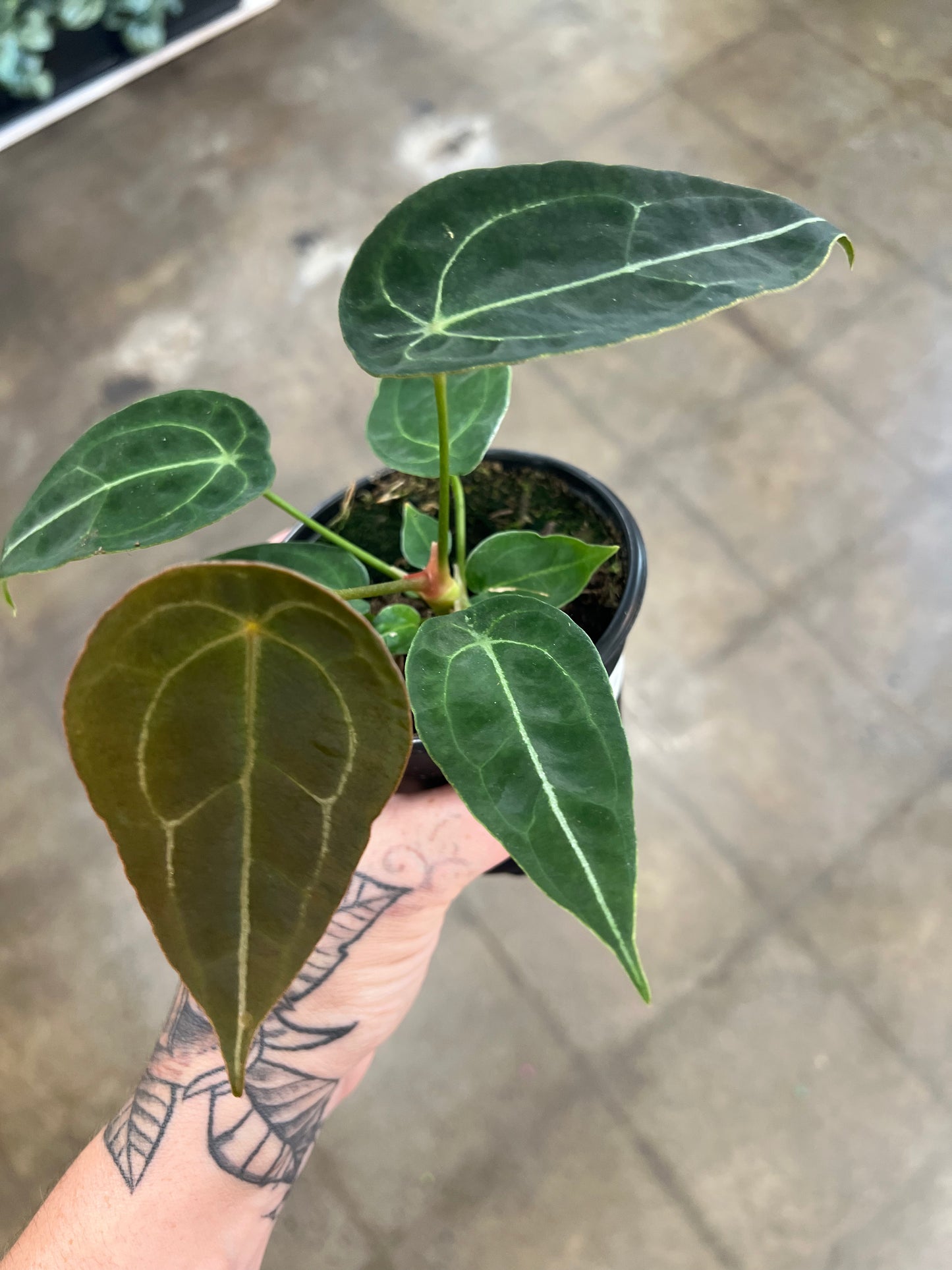 Anthurium Forgetii
