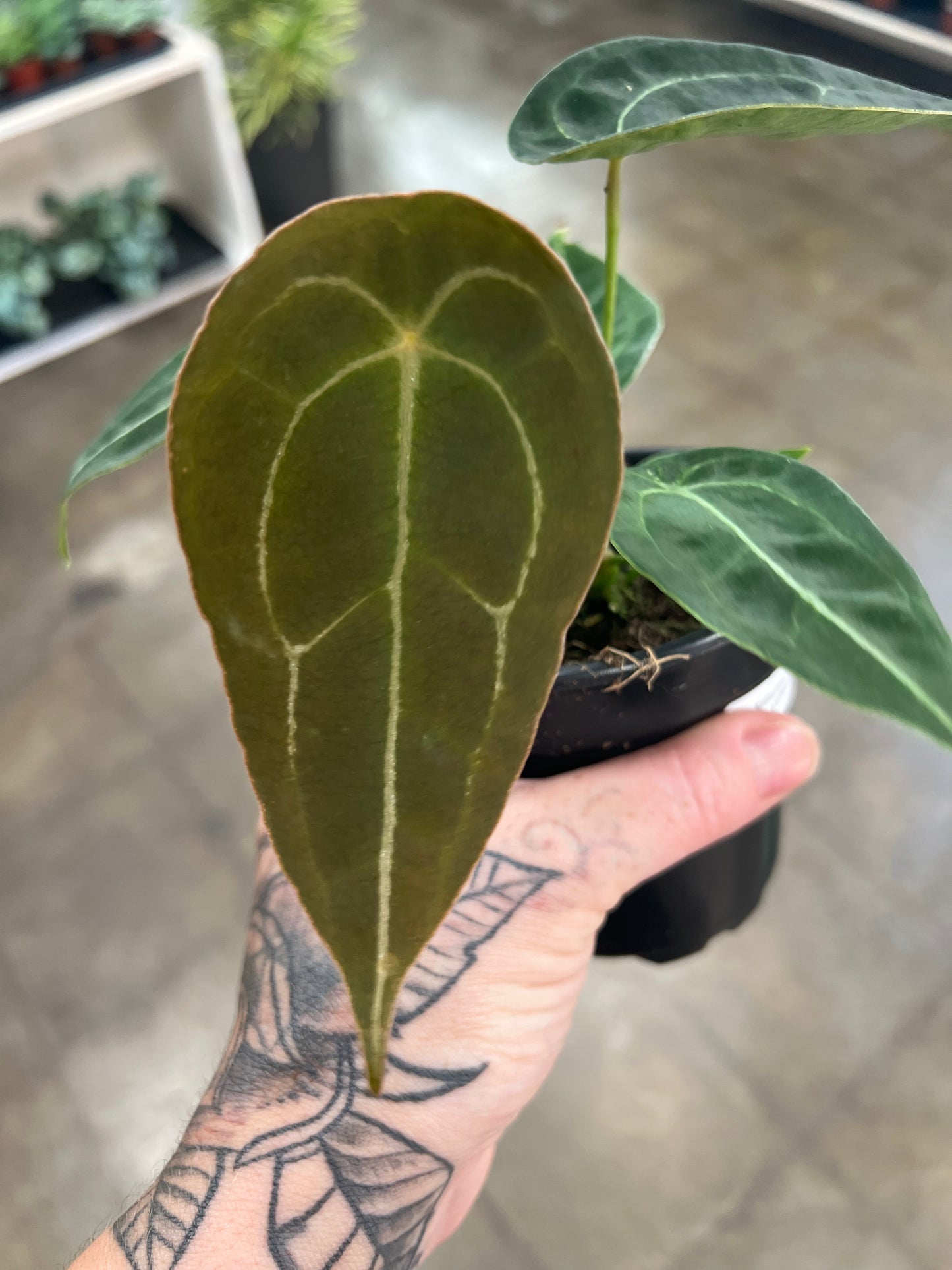 Anthurium Forgetii
