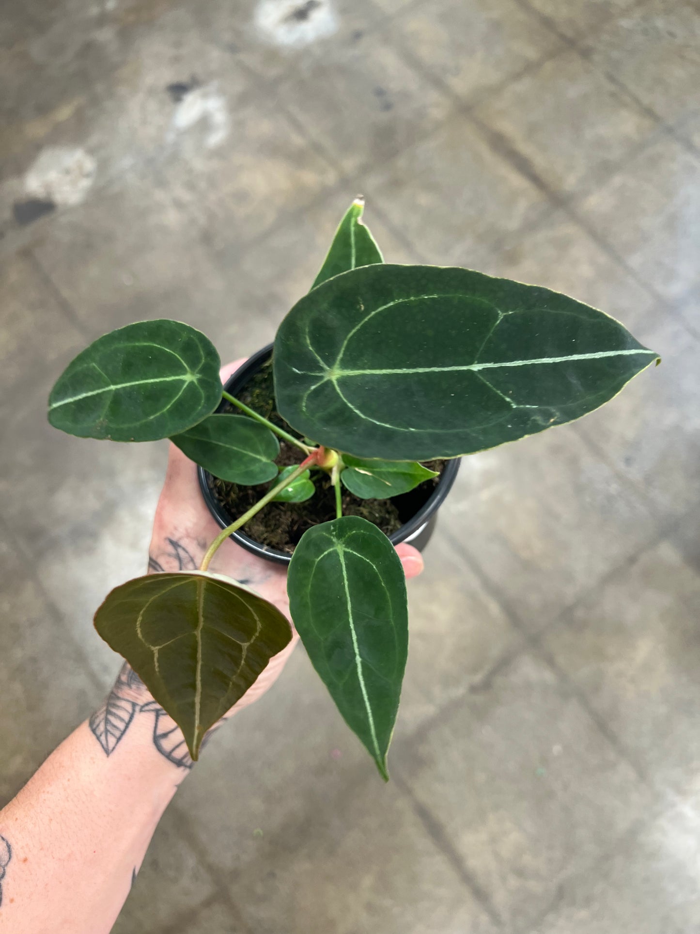 Anthurium Forgetii