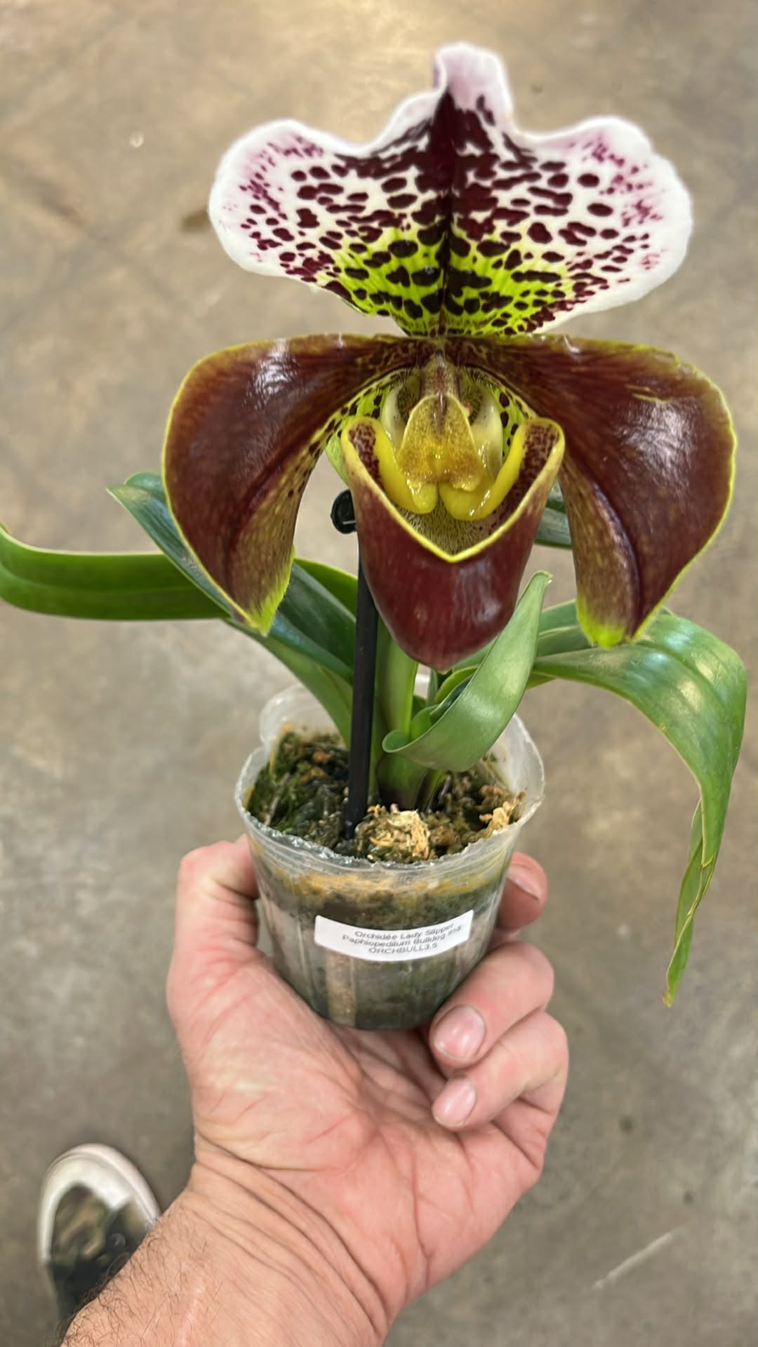 Orchidée Lady Slipper Paphiopedilum Bulldog