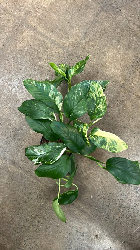 Monstera Lechleriana Variegated