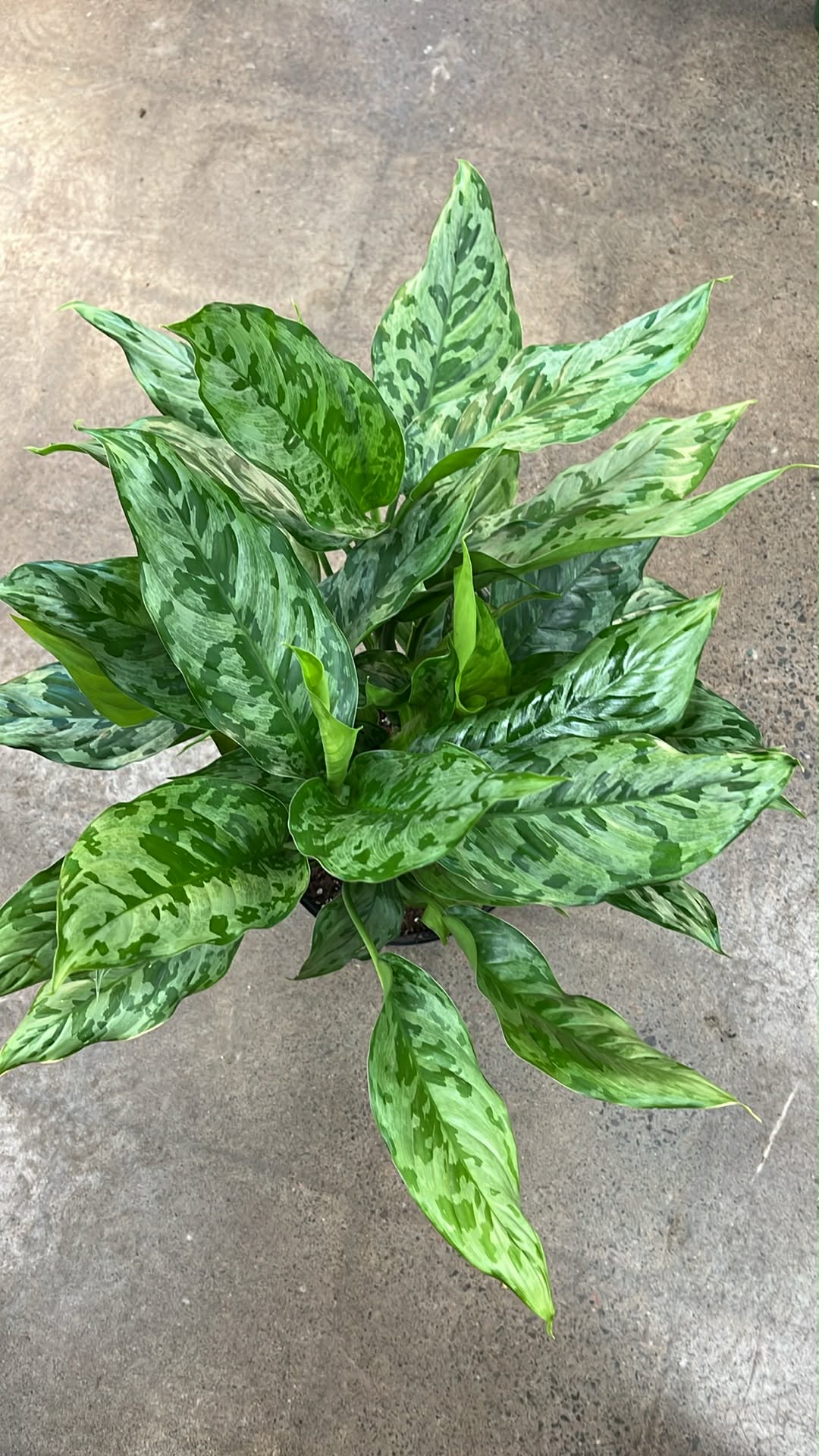 Aglaonema Army