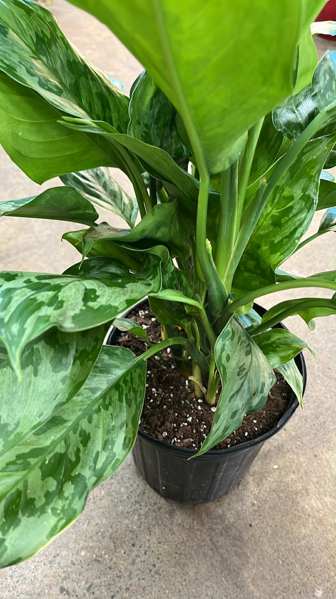 Aglaonema Army
