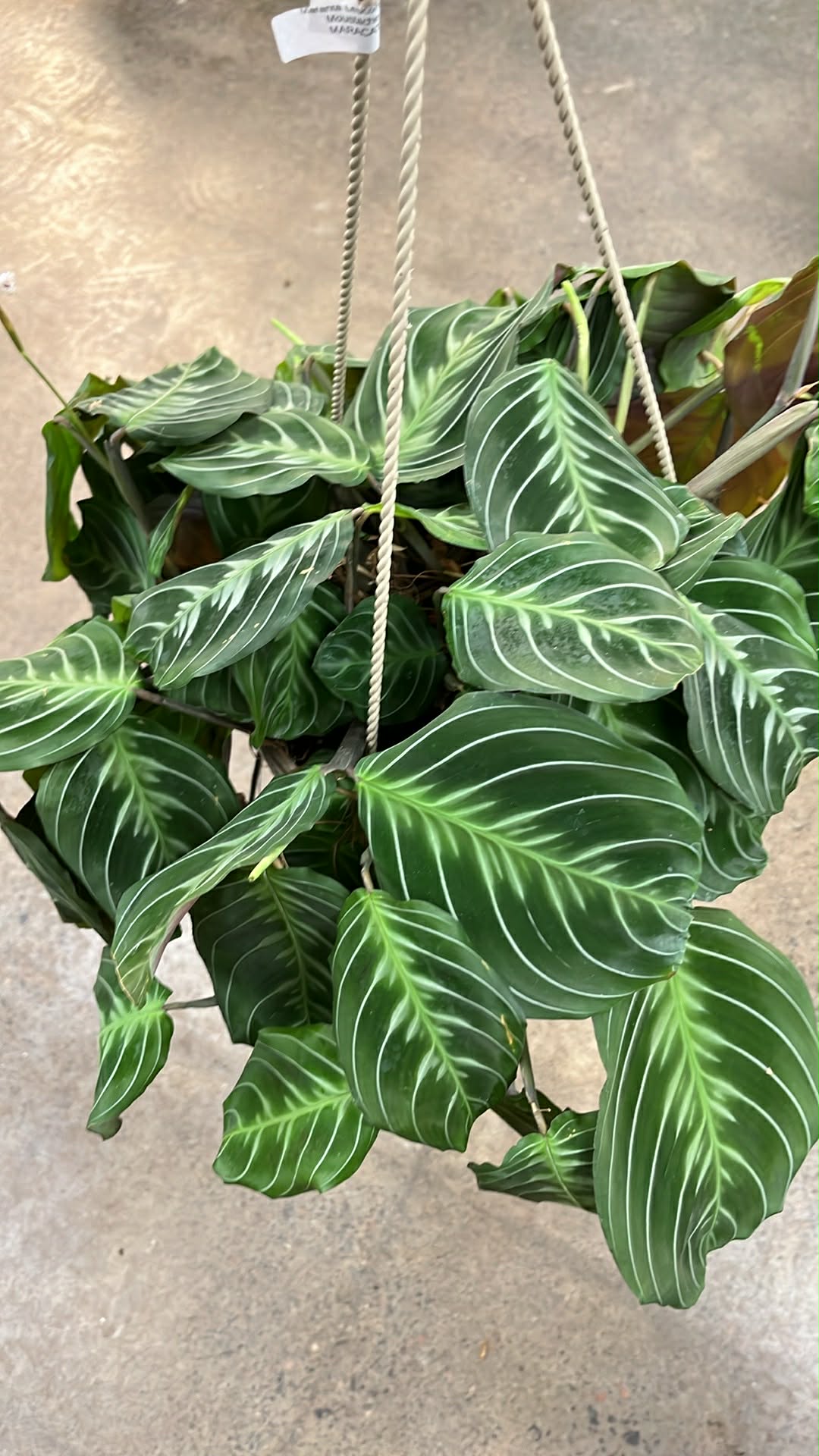 Maranta Leuconeura Cat Moustache
