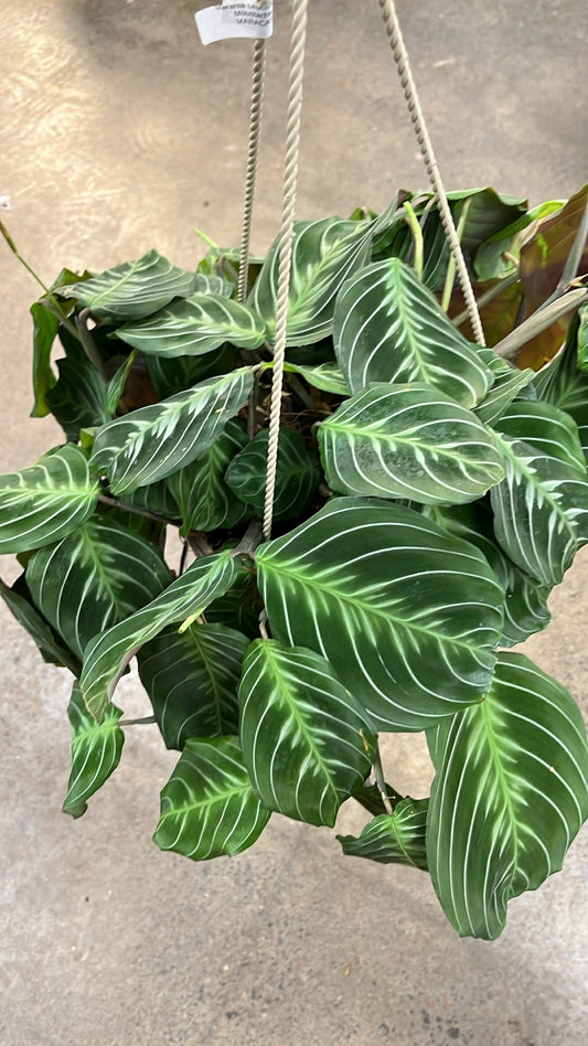 Maranta Leuconeura Cat Moustache
