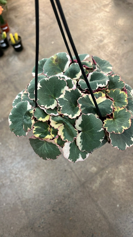Bégonia Strawberry Tricolor