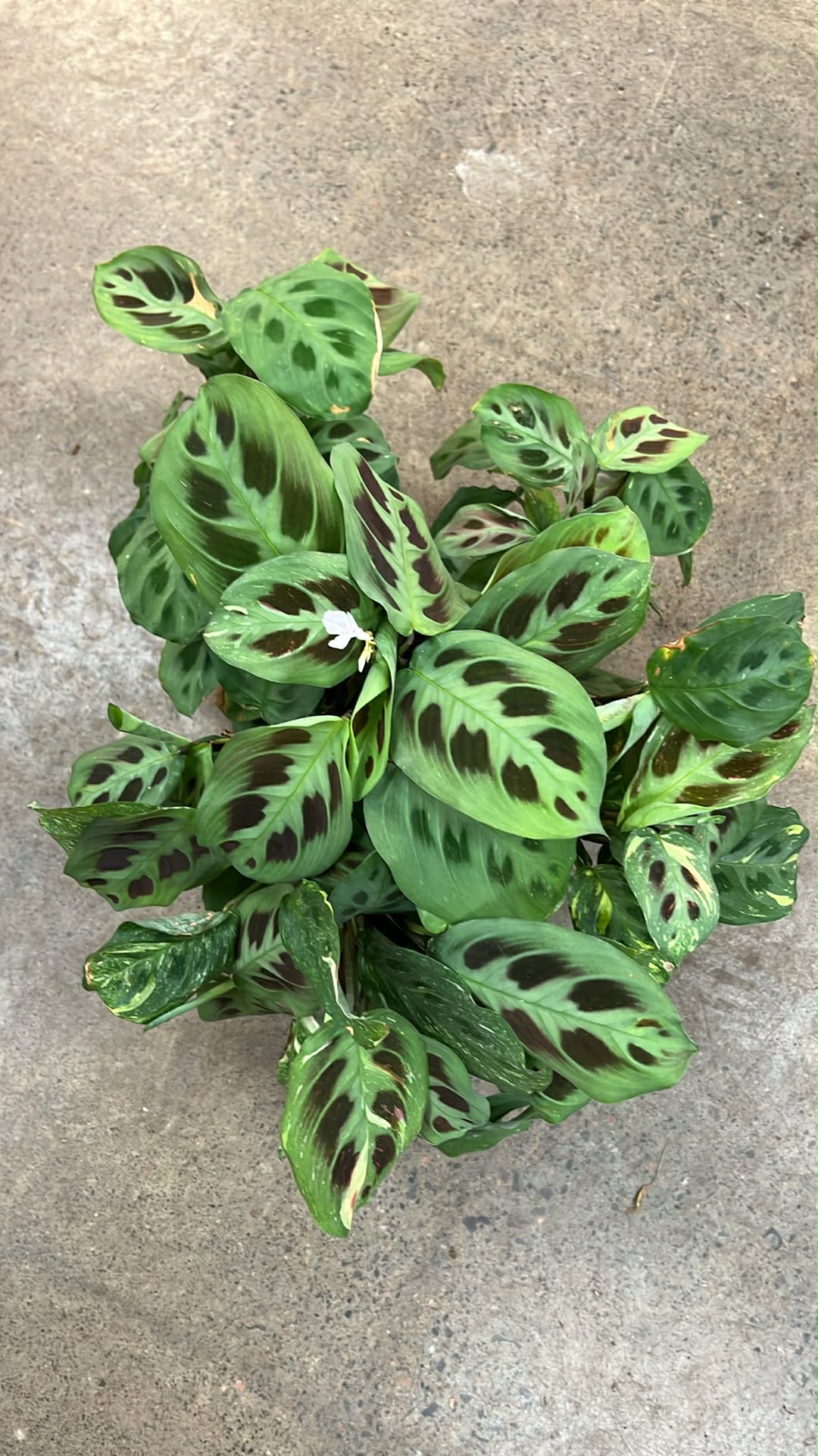 Maranta Leuconeura Variegated