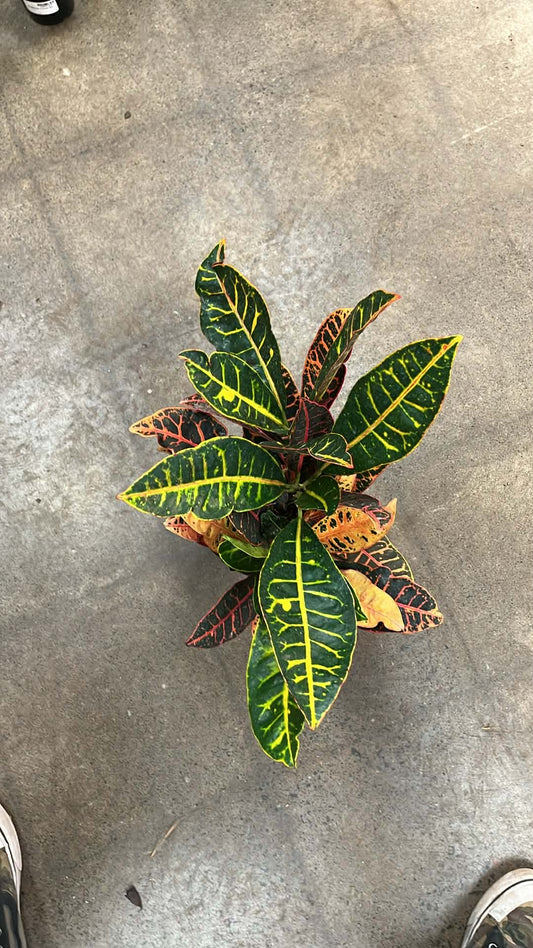 Croton Petra