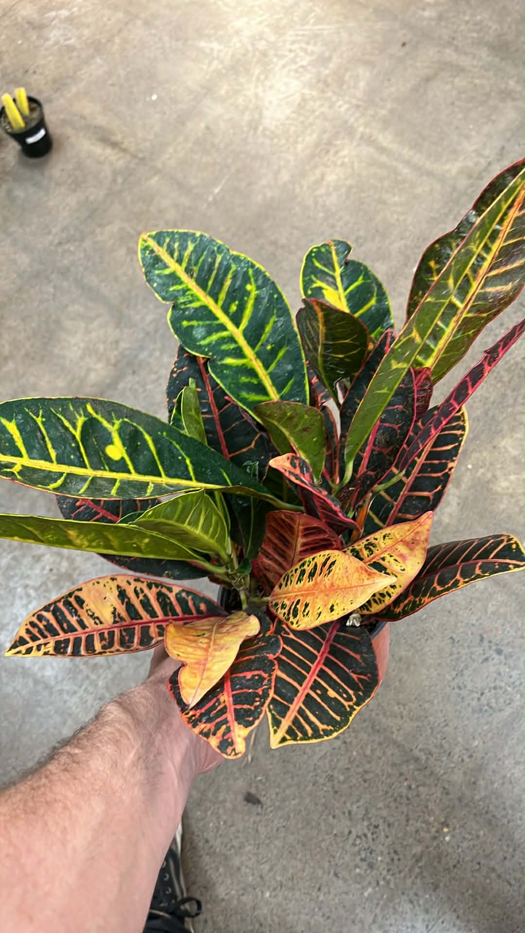 Croton Petra