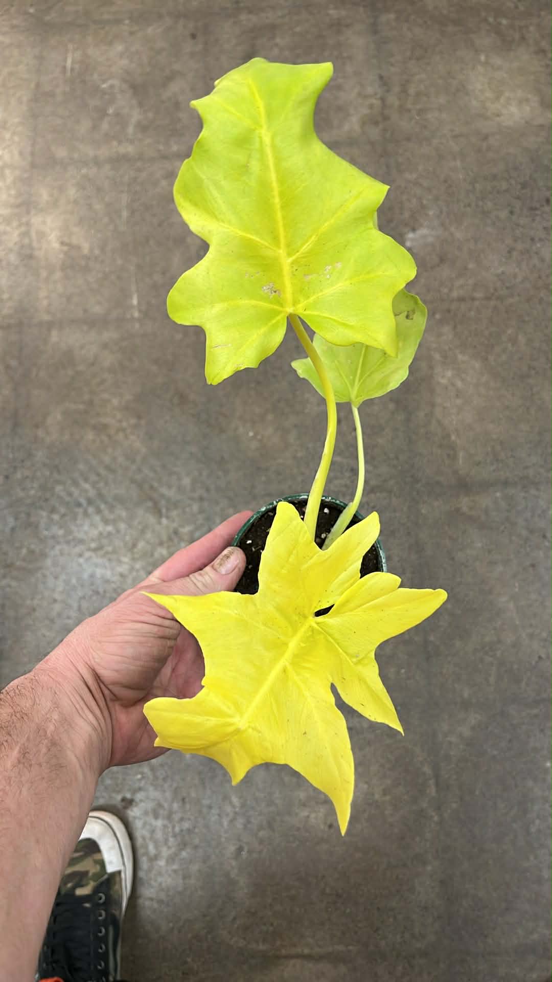 Philodendron Warszewiczii Neon
