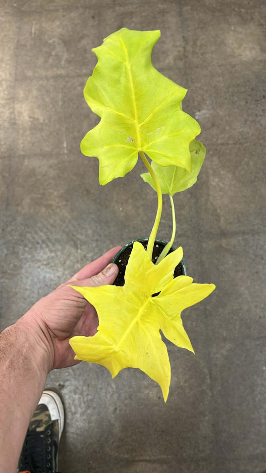 Philodendron Warszewiczii Neon