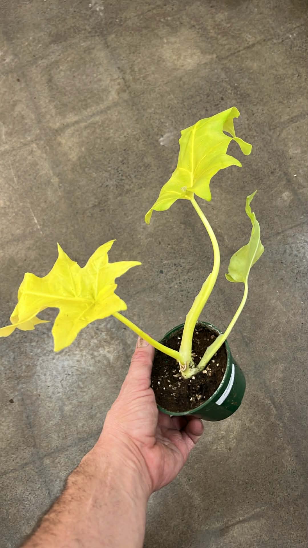 Philodendron Warszewiczii Neon