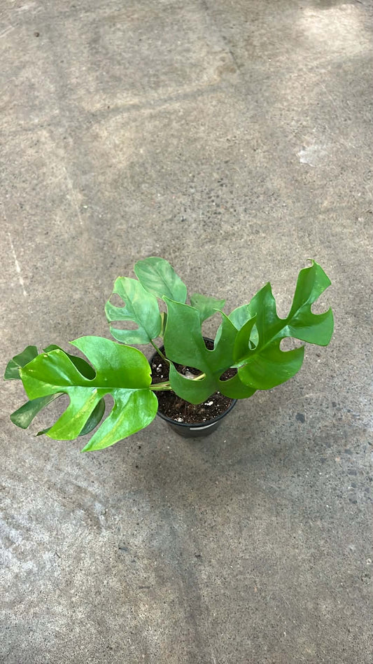 Rhaphidophora tetrasperma (Monstera minima)