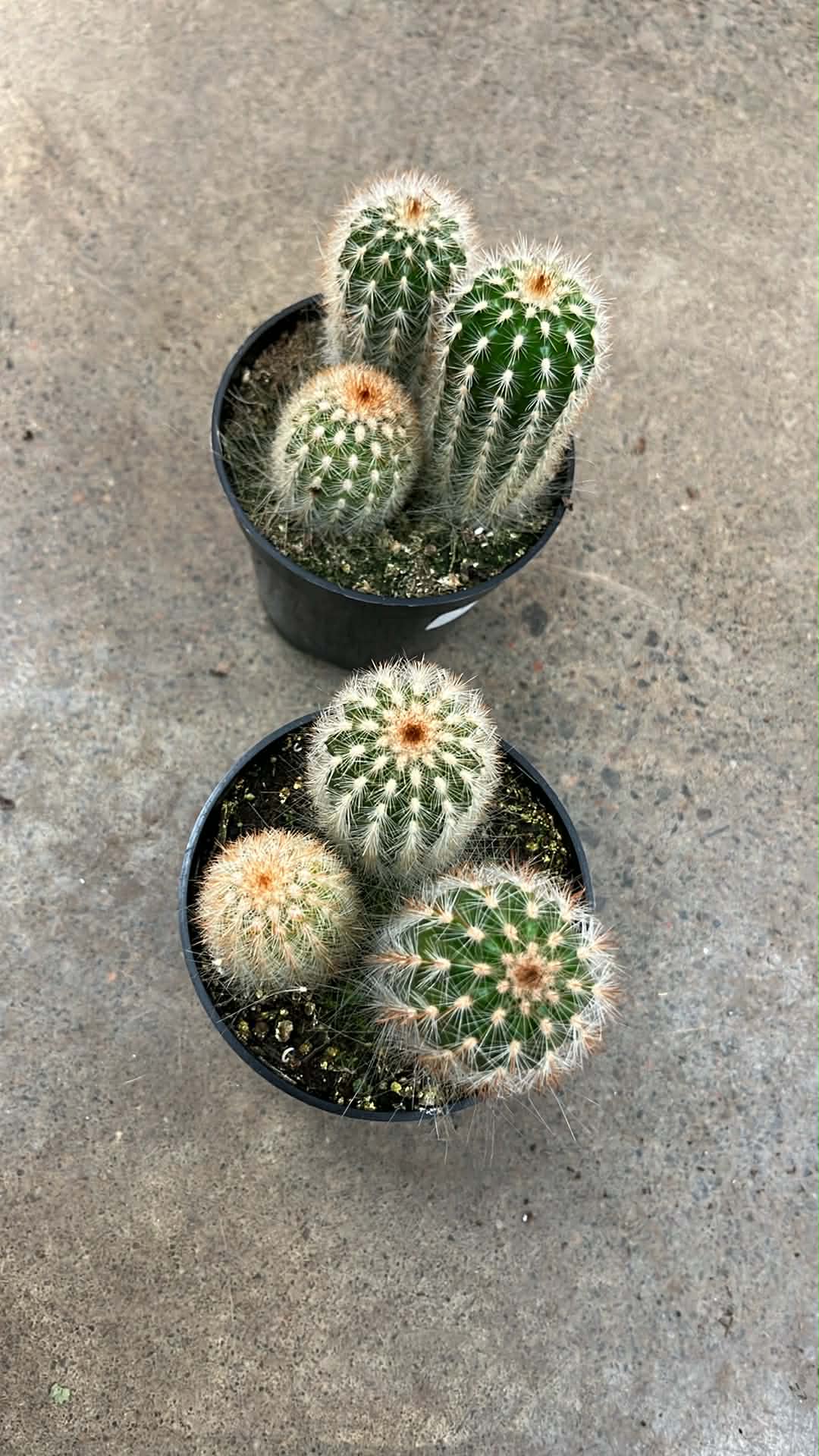 Espostoa Guentheri