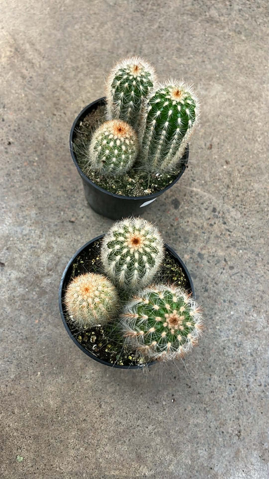 Espostoa Guentheri