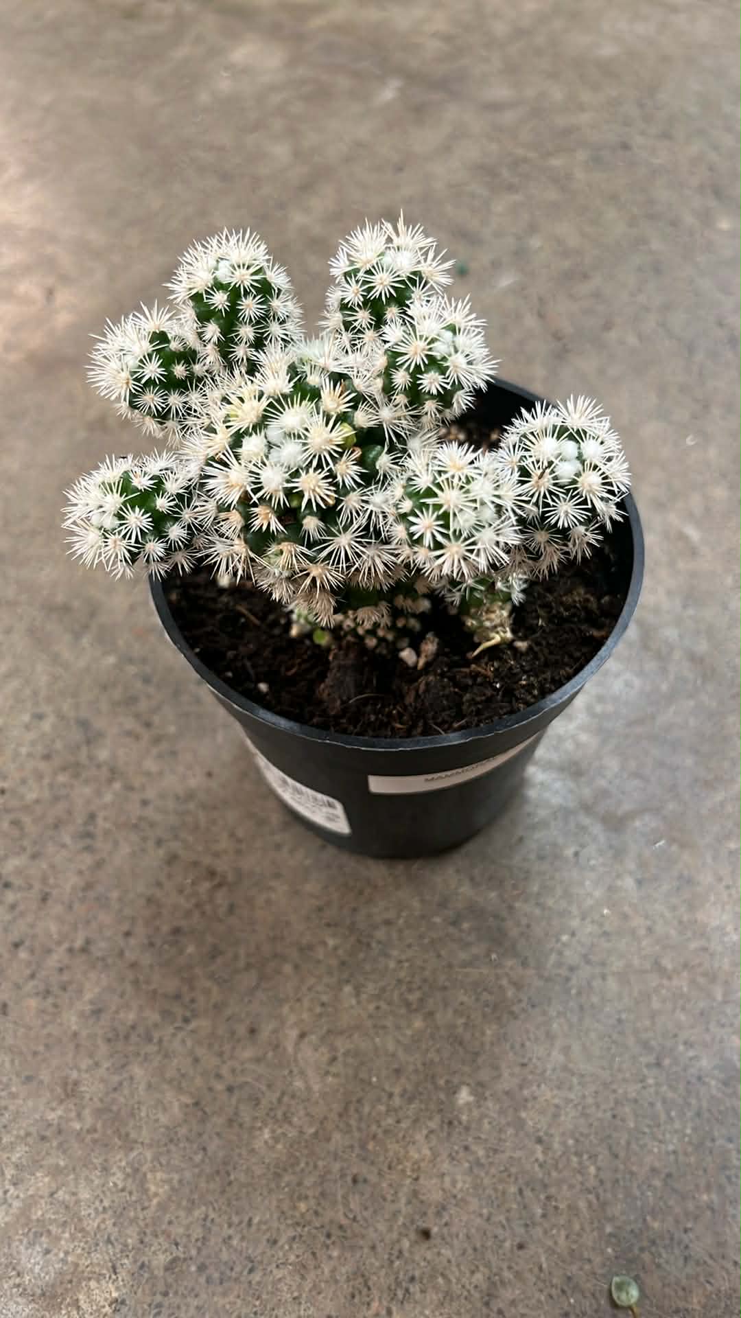 Mammillaria Gracilis Arizona Snow