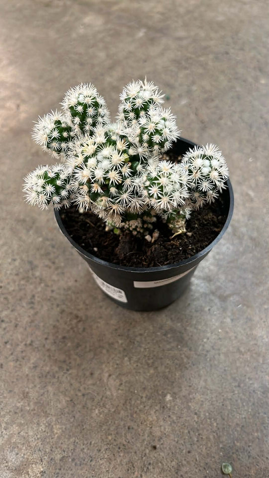 Mammillaria Gracilis Arizona Snow