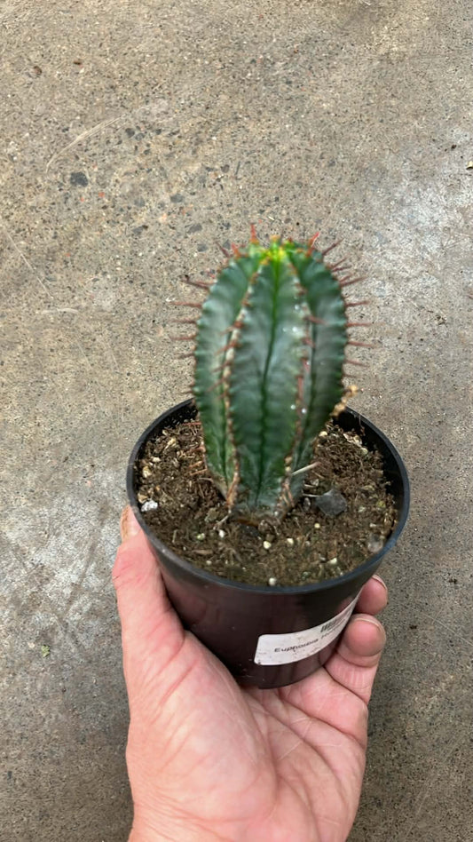 Euphorbia Horrida