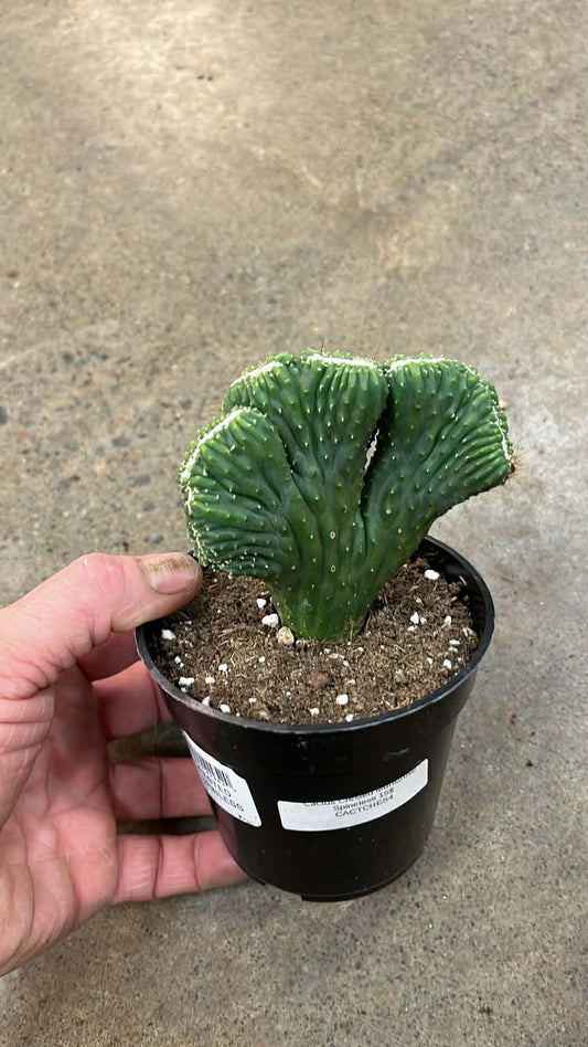 Cactus Crested Monstrose Spineless