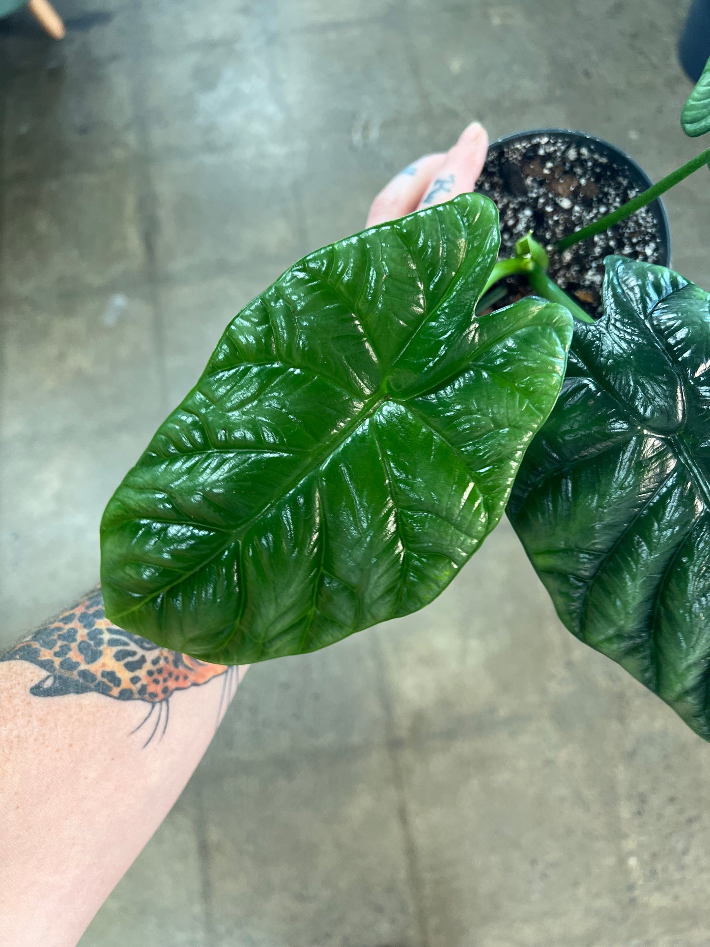 Alocasia Rumpelstiltskin