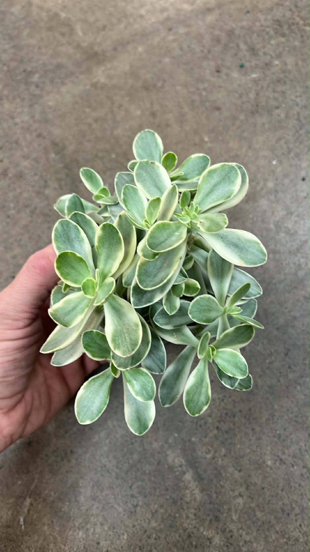 Crassula Swaziensis Money Maker Variegated