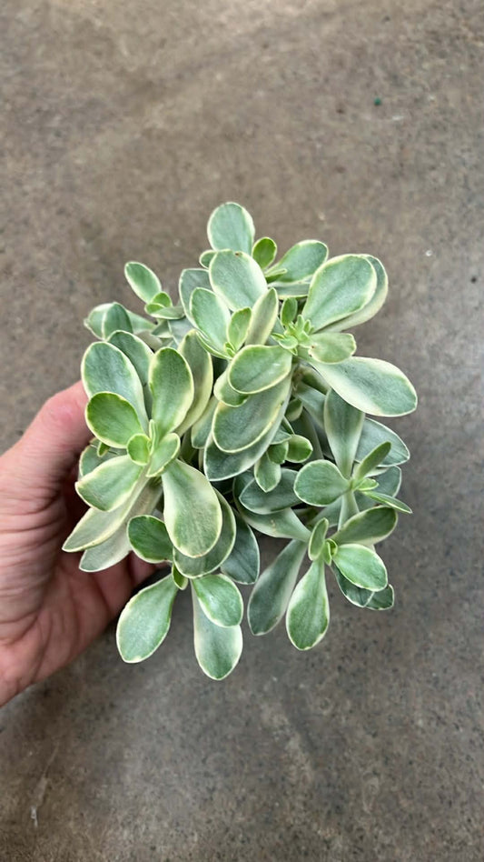 Crassula Swaziensis Money Maker Variegated