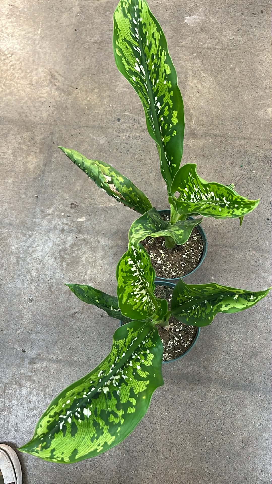 Dieffenbachia Crocodile
