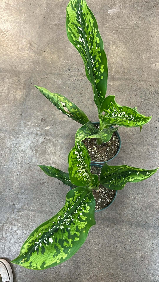 Dieffenbachia Crocodile