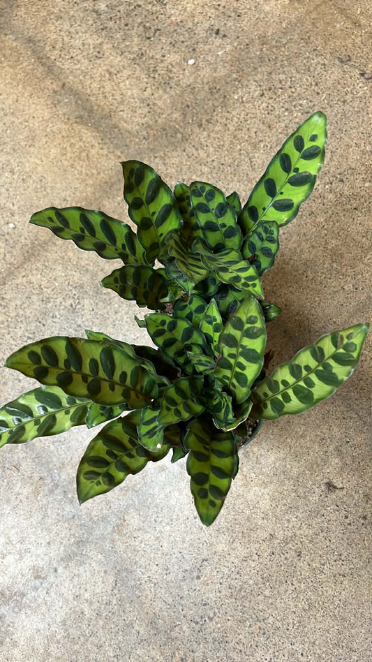 Calathea Lancifolia