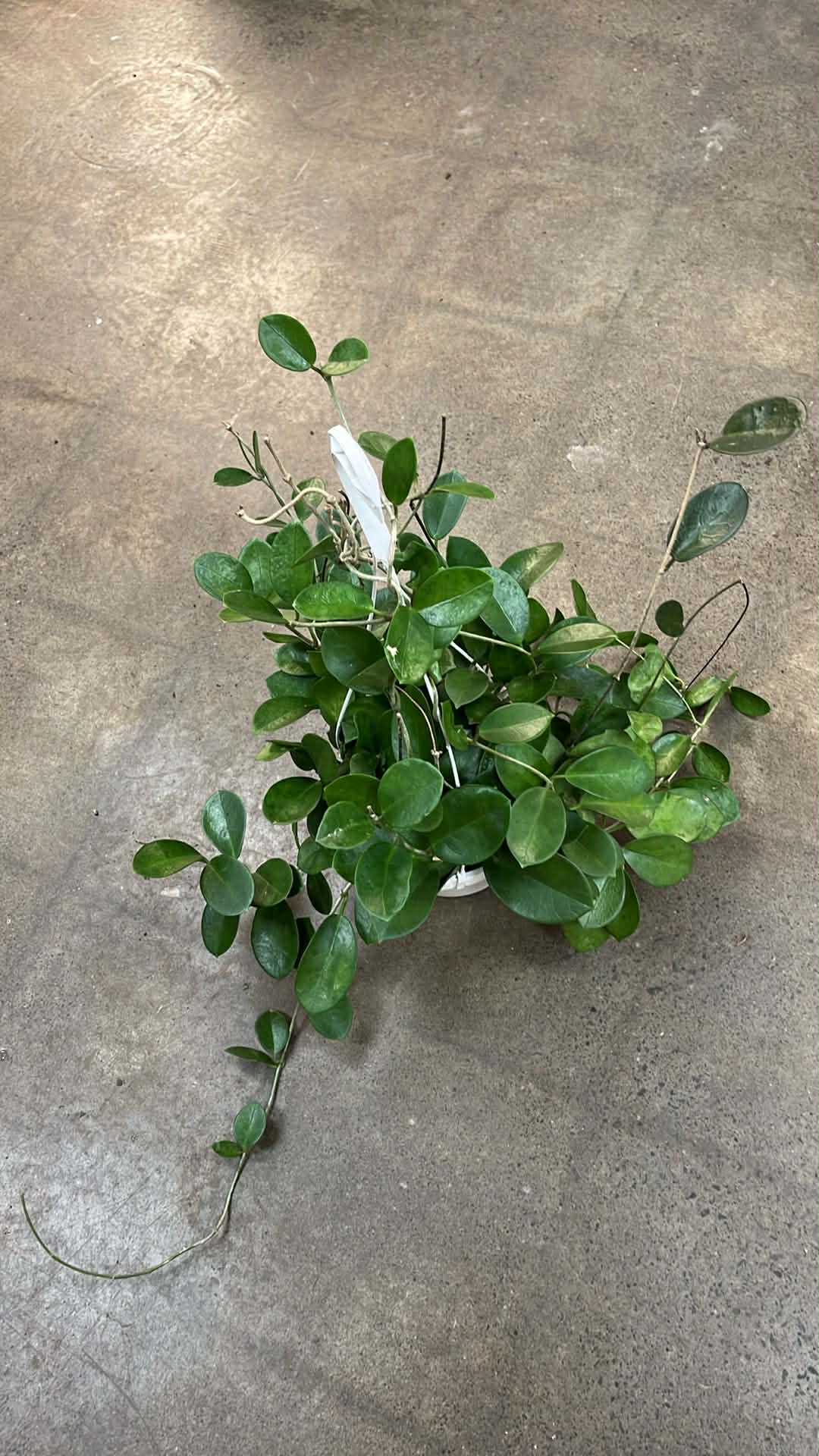 Hoya Australis