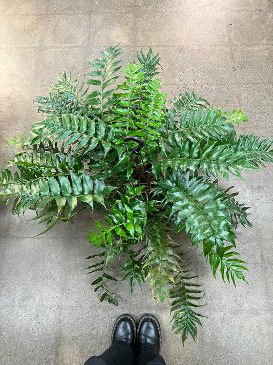 Fern Holly