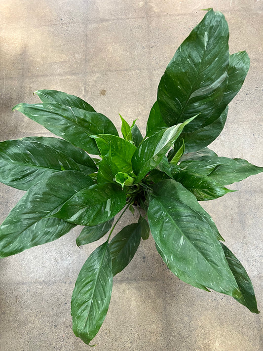 Spathiphyllum Domino Jessica