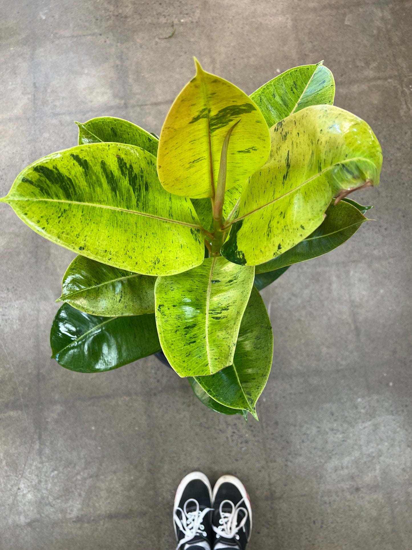 Ficus Shivereana Moonshine