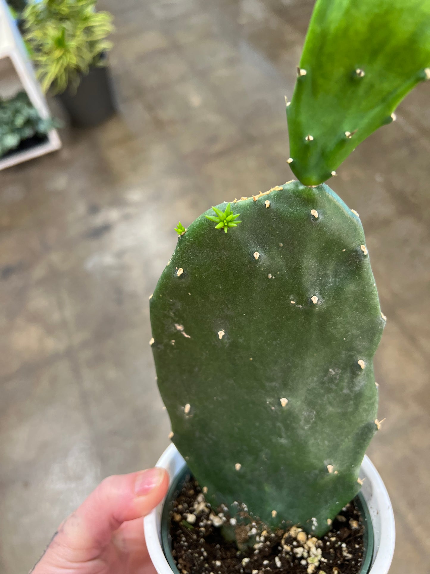 Opuntia ficus indica