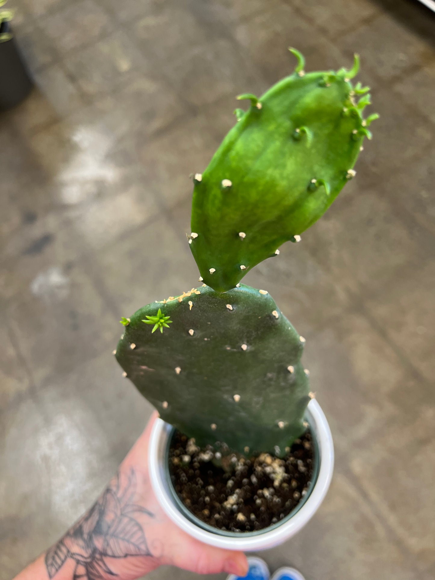 Opuntia ficus indica