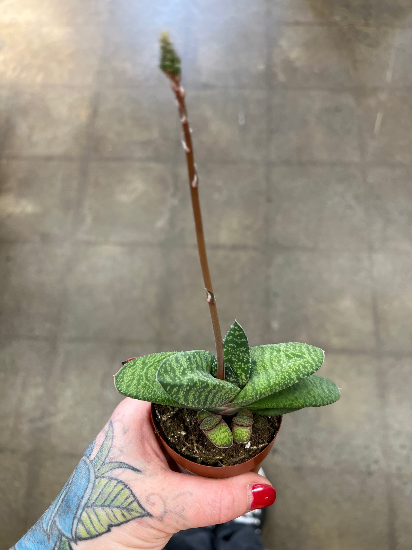 Gasteria Batesiana