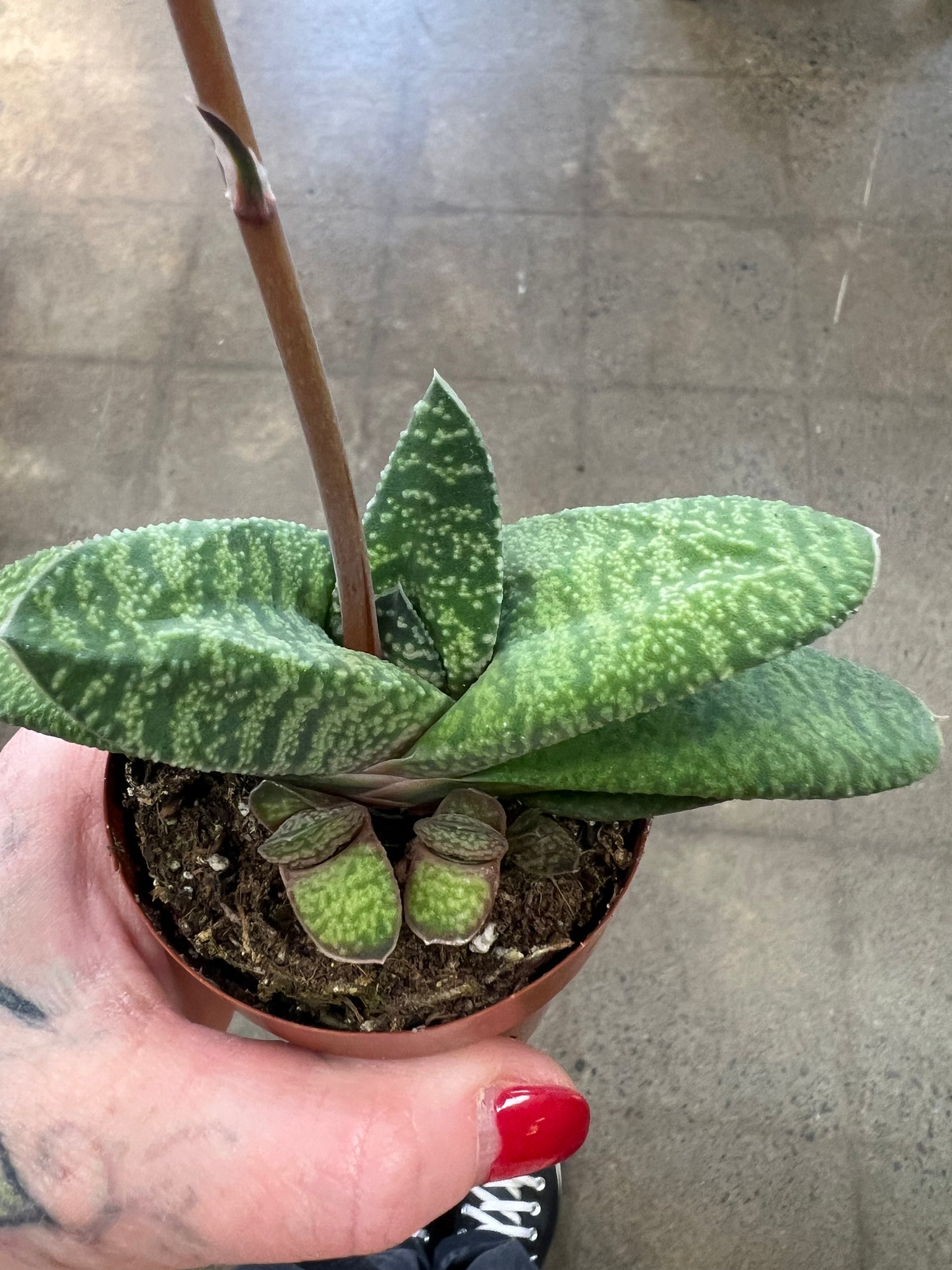 Gasteria Batesiana